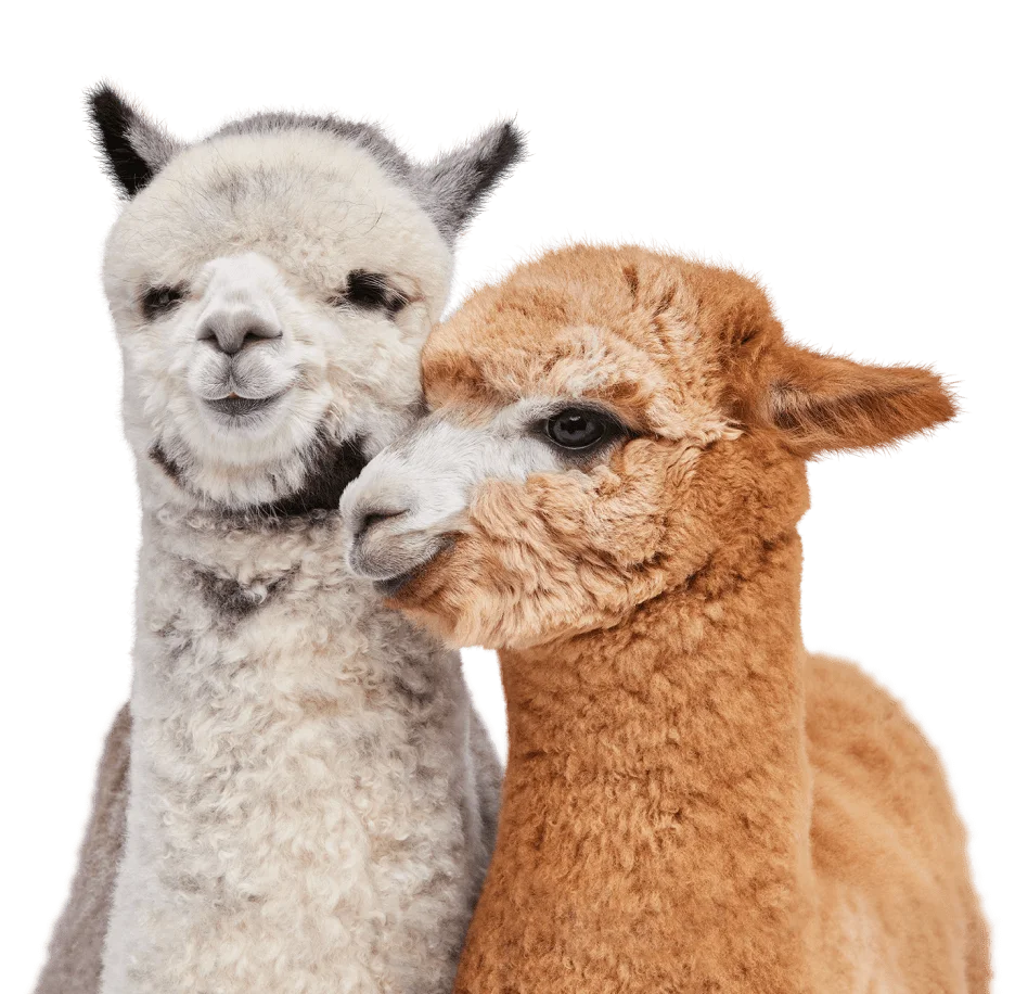 Social_Impact_callout